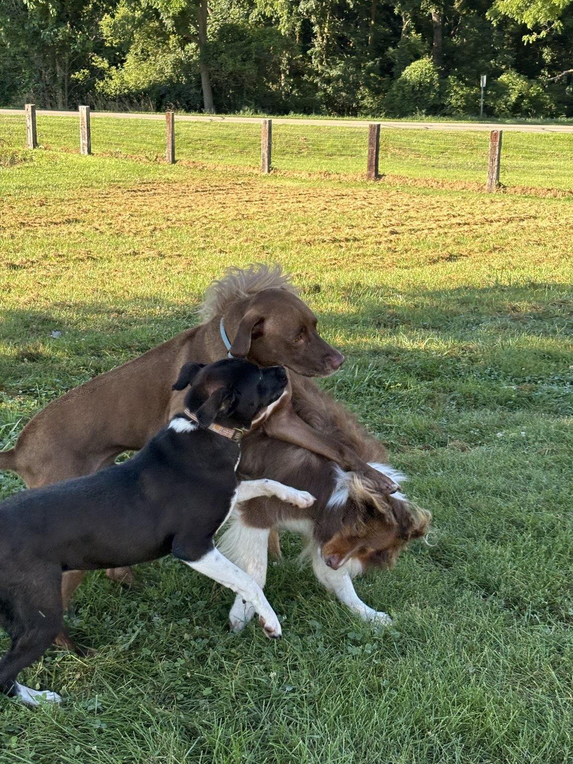 Dogs playing together on the lawn