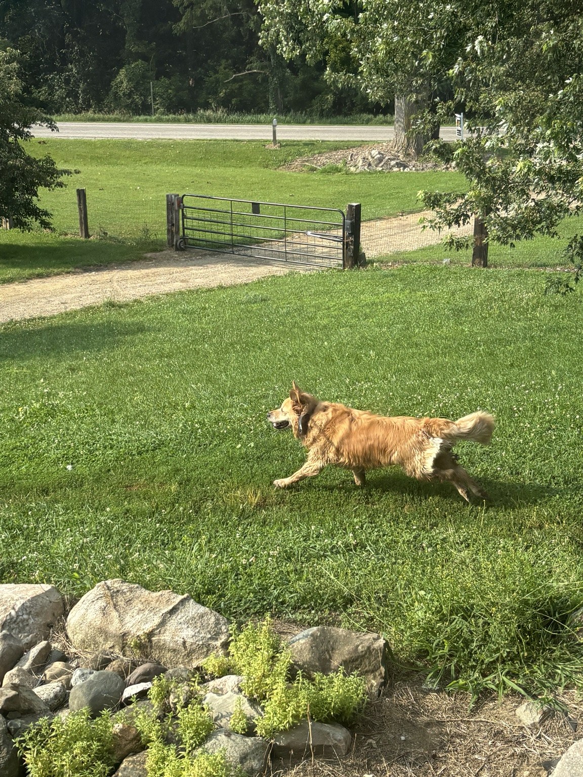 Dog running across the lawn