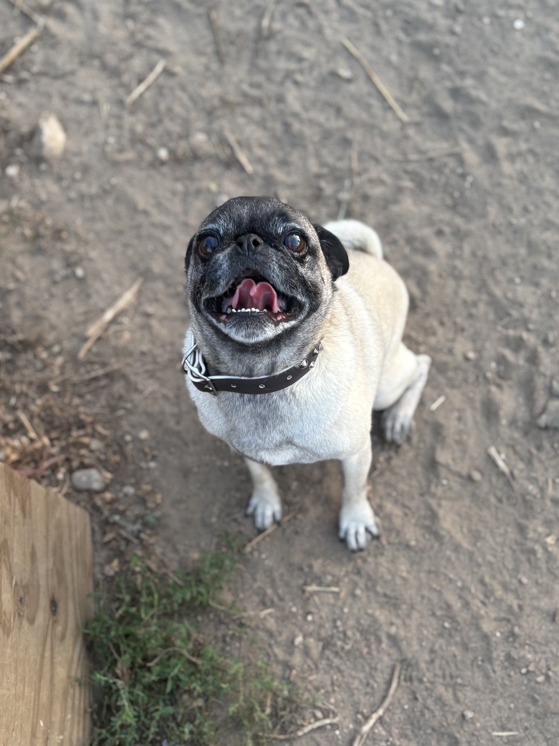 Pug looking up outside