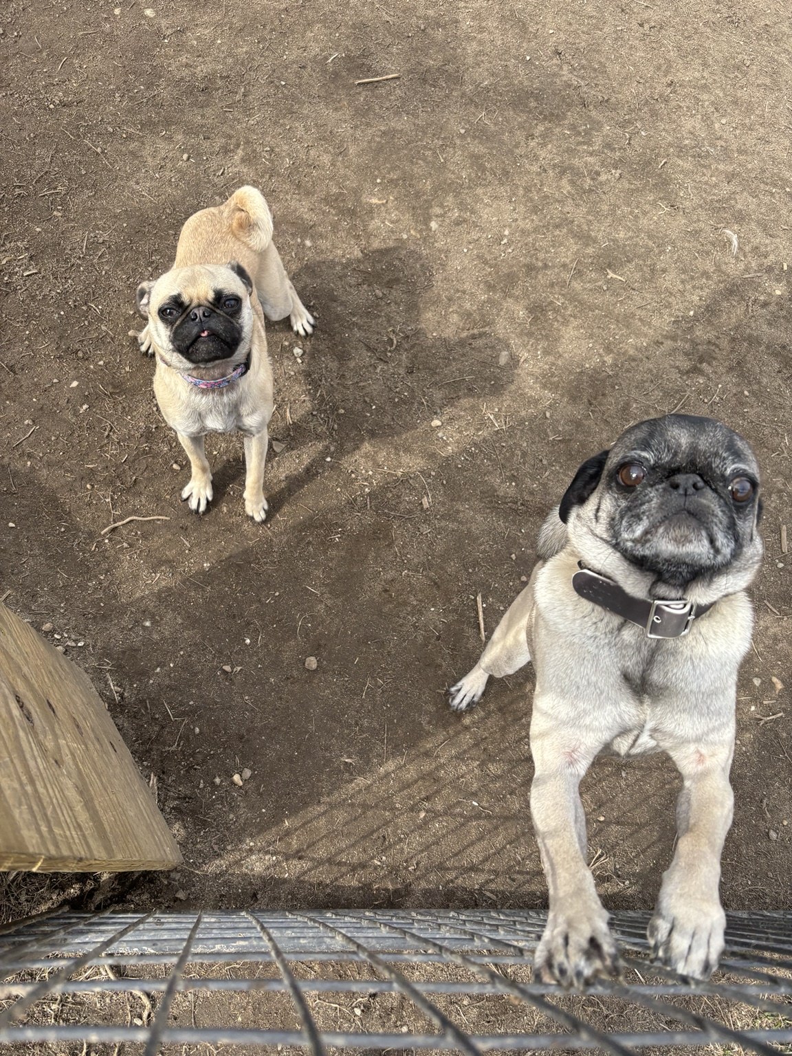 Two pugs looking up at the camera near a gate